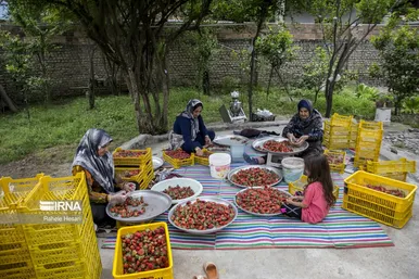 روزهای توت فرنگیِ رامیان