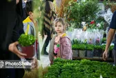 ثبات قیمتی گل در آستانه روز مادر در مشهد | افزایش چند برابری نهاده‌های تولید گل و گیاه