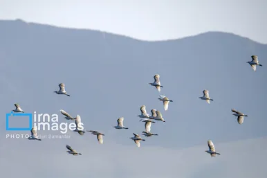 ایران زیباست | روز جهانی پرندگان مهاجر