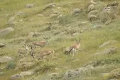 سرشماری تابستانه آهوی ایرانی در پناهگاه حیات‌وحش قراویز سرپل‌ذهاب انجام شد
