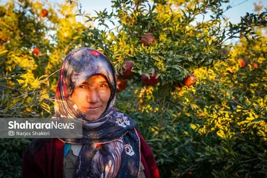 گزارش تصویری | فصل برداشت انار از باغ‌های شهرستان کاشمر