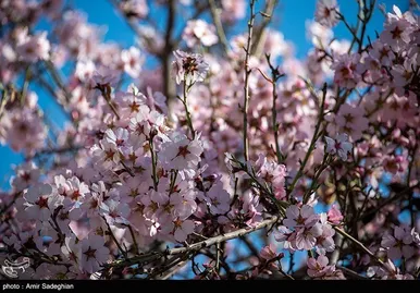ایران زیباست | اندک اندک می‌رسد اینک بهار