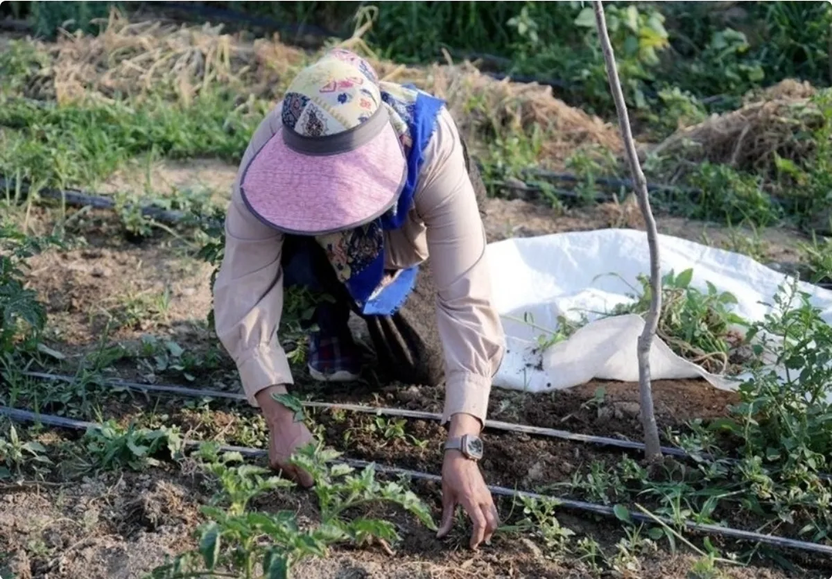 مستند تلویزیونی زندگی پر فراز و نشیب بانوی کارآفرین برتر روستایی (۱۷ بهمن ۱۴۰۴)