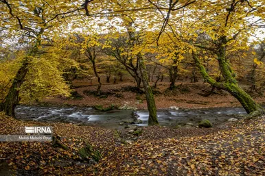 ایران زیباست | فصل هزار رنگ پاییز