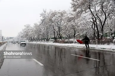 گزارش تصویری | شکستگی درختان در مشهد بر اثر بارش برف