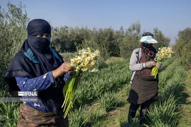 ایران زیباست | برداشت نرگس در گلستان