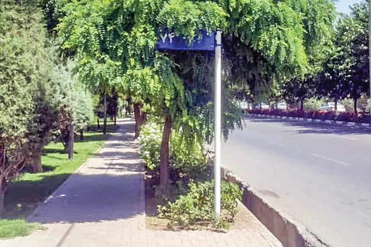 پنهان شده میان شاخ و برگ‌ها!