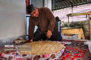برداشت نیشکر در مازندران