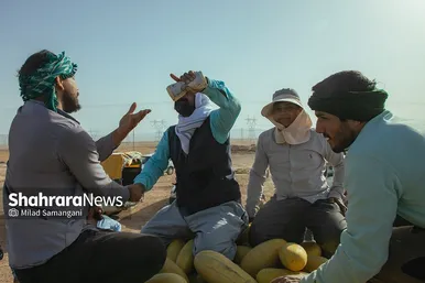 فصل برداشت خربزه‌ جامی