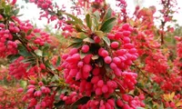 ویدئو| مزارع زرشک روستای افین خراسان جنوبی