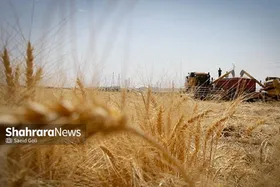 ایران در تولید گندم به پایداری رسید