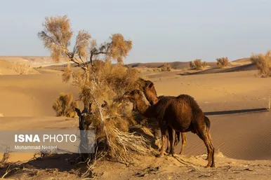 ایران زیباست | «کویر مصر»