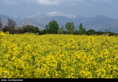 ایران زیباست | کشت کلزا در شهرستان سلسله - لرستان