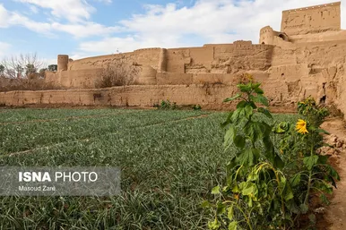 ایران زیباست |  کاشت گل نرگس در یزد