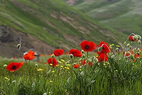 خواص باورنکردنی دم&zwnj;کرده گیاه شقایق برای تنظیم فشارخون