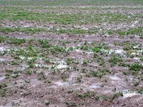 خسارت ۳۲۰ میلیارد ریالی تگرگ و سرمازدگی به بخش کشاورزی مشهد