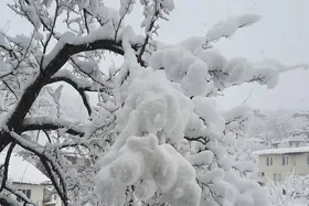 ویدئو| طبیعت برفی پارک ملی گلستان