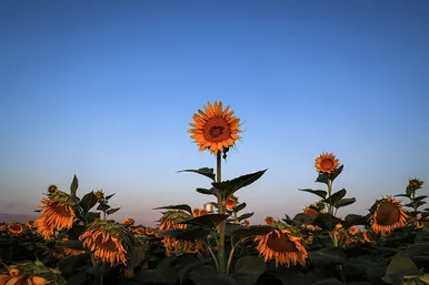 مزرعه آفتابگردان