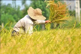 جزئیات طرح رایگان شدن بیمه تامین اجتماعی