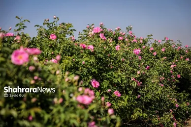 گزارش تصویری | برداشت گل محمدی در روستای فرخد