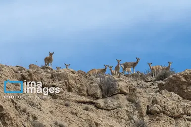 ایران زیباست | پارک ملی بمو