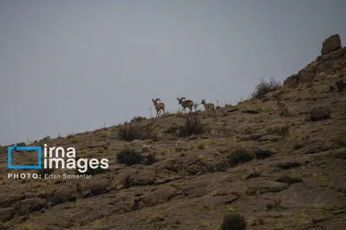 ایران زیباست | قوچ کوهی ایران