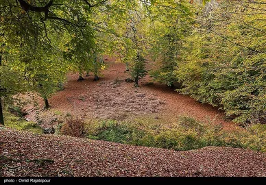 ایران زیباست؛ طبیعت پاییزی - گیلان