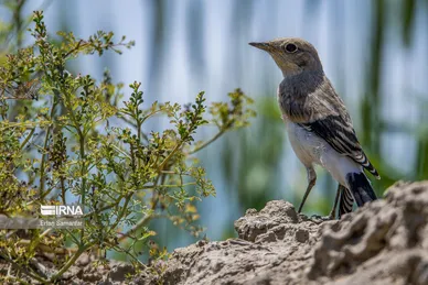 روز جهانی پرندگان مهاجر
