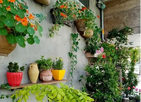 شهروند خبرنگار| کاشت گل و گیاه توسط شهروند مشهدی روی دیوار منزل