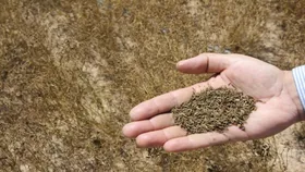 سایه مافیا بر زیره سبز استان