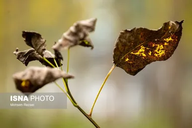 گزارش تصویری | پادشاه فصل‌ها پاییز