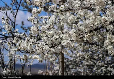 ایران زیباست | طبیعت بهاری ابهر
