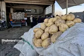 بازدید سرزده رئیس کمیسیون اصل ۹۰ مجلس از وضعیت توزیع و فروش سیب زمینی در میدان‌بار سپاد مشهد (۲۴ بهمن ۱۴۰۳) | سیب‌زمینی در مشهد تا ۱۰ روز آینده ارزان خواهد شد + فیلم