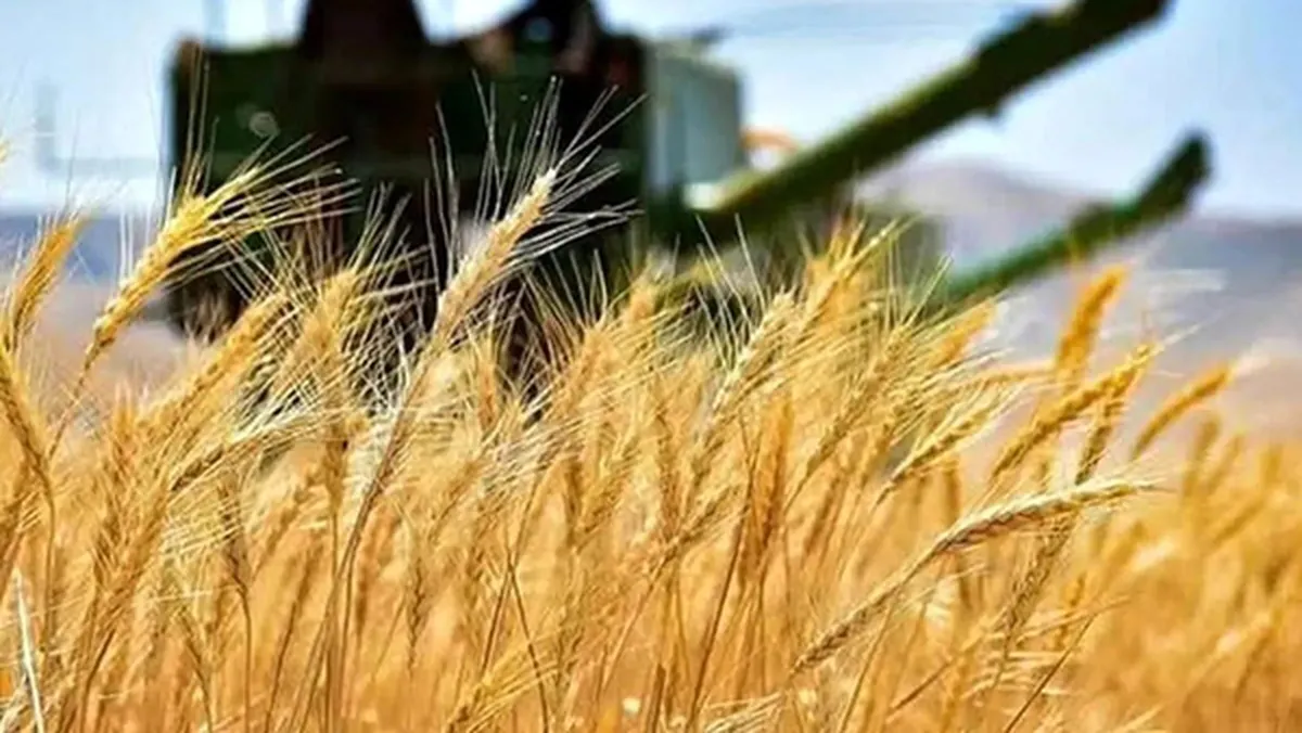 قیمت خرید گندم ۱۴۰۵ اعلام شد