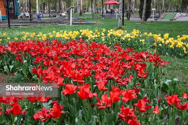 گزارش تصویری | جشنواره گل‌های لاله در مشهد