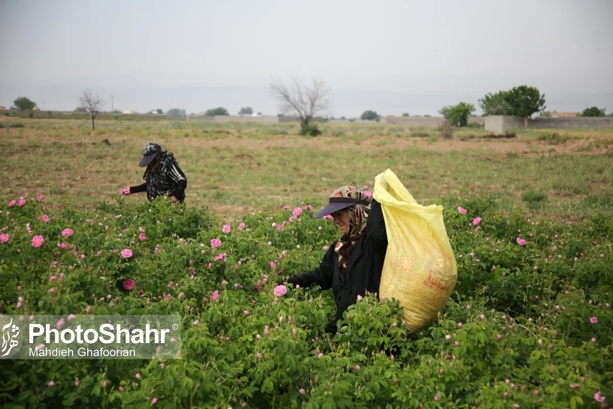 افزایش ۲۰درصدی حقوق مستمری‌بگیران روستایی | معوقات ۵ماهه با حقوق مرداد واریز می‌شود