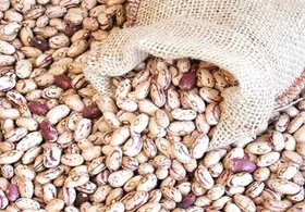 قیمت لوبیا چیتی به&zwnj;شدت ارزان شد (۲ مهر ۱۴۰۴)