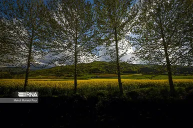عکس‌هایی از مزارع کلزا