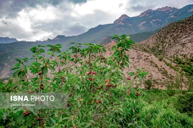 ایران زیباست | برداشت گیلاس در روستای بندبن