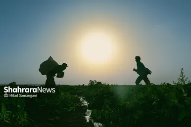 فصل برداشت خربزه‌ جامی