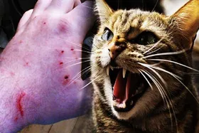 گربه&zwnj;گزیدگی در خراسان رضوی رو به افزایش است