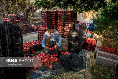 ایران زیباست | برداشت انار در لرستان