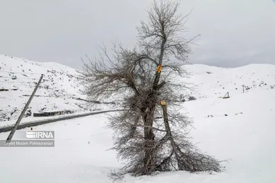 روزهای برفی سیم بانان