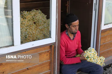 ایران زیباست | مزرعه گل نرگس - گلستان