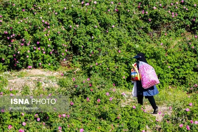 برداشت گل محمدی در کاشان