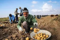 افزایش ۱۰ درصدی تولید سیب‌زمینی در خراسان رضوی باوجود کاهش منابع آبی