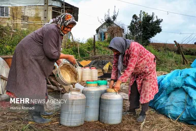 برداشت نیشکر در مازندران