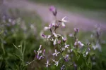 قندوز در آستانه بهار + عکس