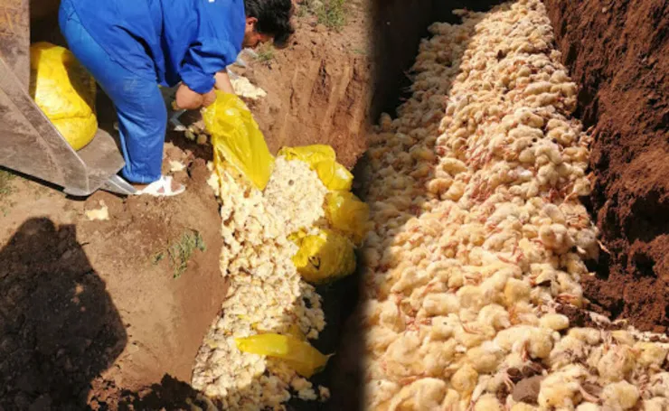 واکنش محیط زیست به زنده به گور کردن جوجه‌های یک روزه/ جوجه کش‌ها مجازات می‌شوند