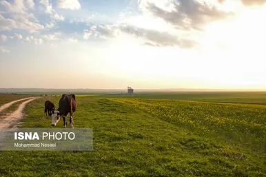 ایرانِ زیبا | «کلزای» بهاری در گلستان